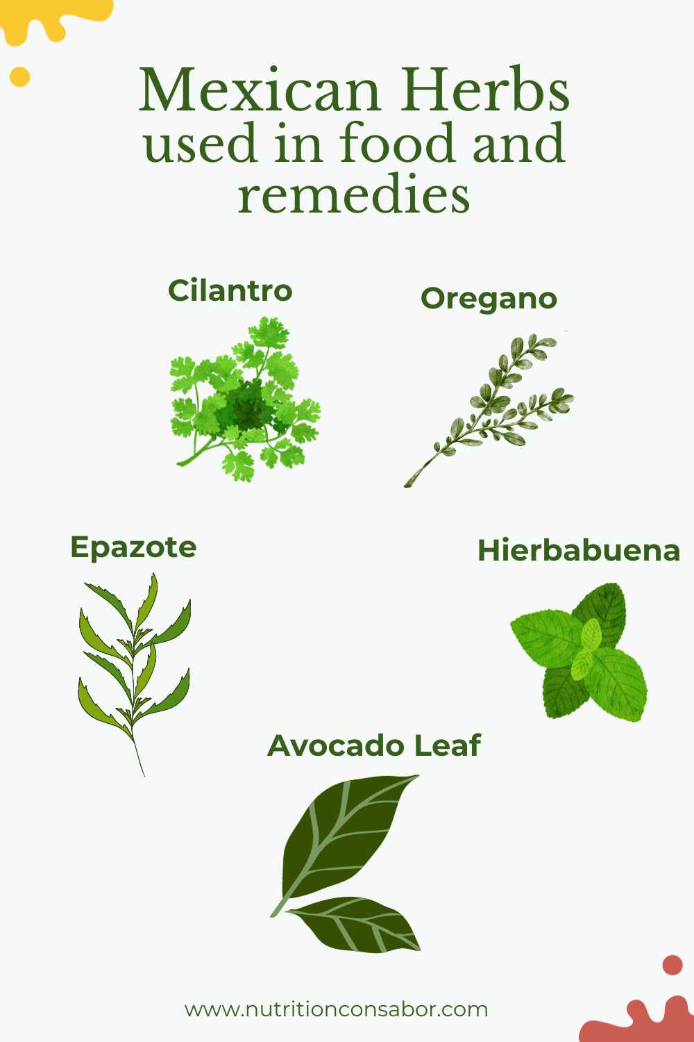 illustrations of common mexican herbs including epazote, oregano, cilantro, and avocado leaf.
